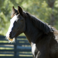 Foal's face