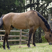 Brown Horse