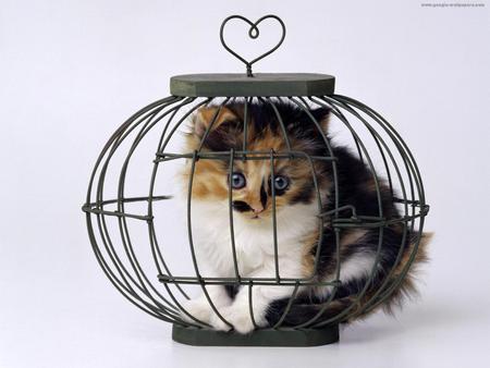 where is the bird ? - bird cage, black, white, brown, nice, little cat, sitting