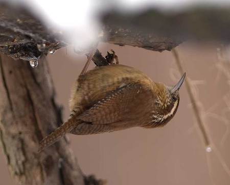 wren for Wren - amazing, wren, bird, beautiful