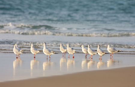 The walking seagulls - walking, beach, seagulls, birds