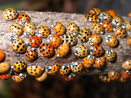 ladybugs - beautiful, spots, asian, ladybugs, colourful