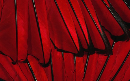 red feathers - feathers, pretty, red, soft, photography, animal