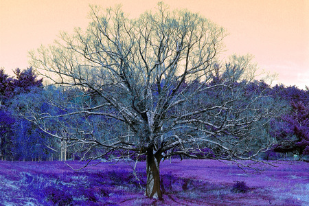 tree with purple - cg, purple, beautiful, tree, nature