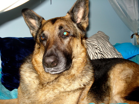 Lanzo - dogs, pets, animals, german shepherd