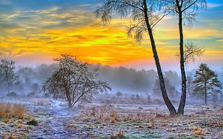 Morning Breezing Mist - sky, forest, cool, mist, refresh