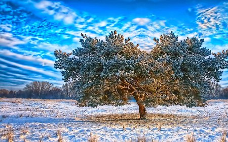 Winter Morning - blue, snow, forest, tree, sky