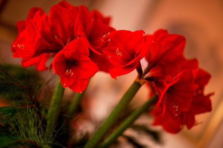 Amarillys for Cinzia - pot, amarillys, red flowers, beautiful