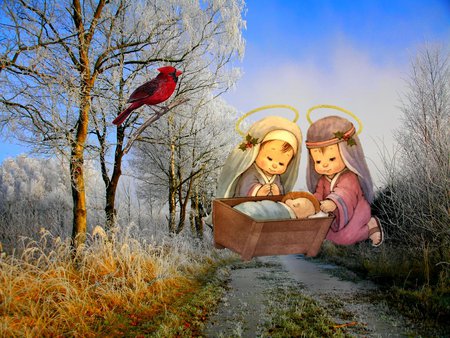 Baby Jesus - cardinal, religion, jesus christ, christianity, god, tree, christmas, path, holiday