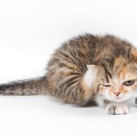 pretty kitty