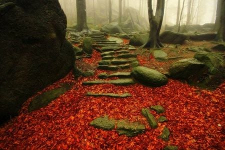 stairs in the forest - red, forest, leaves, stones, fog, trees, stairs