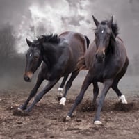 Horses