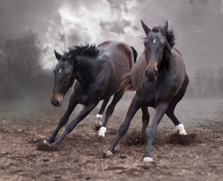 Horses - horses, sky, animals, clouds, running