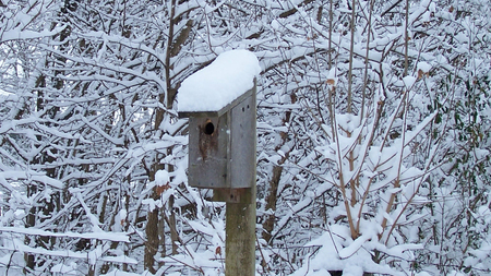 Blue Bird Winter Home - snow, winter, nature, birdhouse