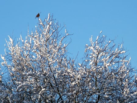 Bird - bird, birds, winter, photography, snow, tree, frozen, animl, sky, animals