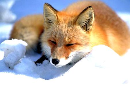 Fox in snow - snow, raposa, animals, fox