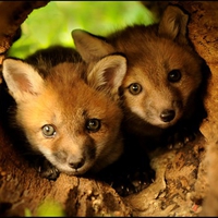 Fox kits