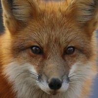 Fox Face