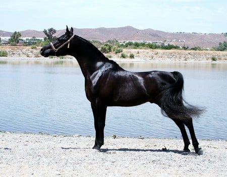 Arabian Beauty 4 - horses, oriental, black, arabian