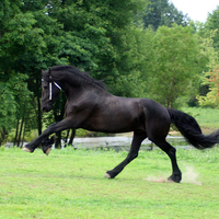 Keegan The Friesian Stallion