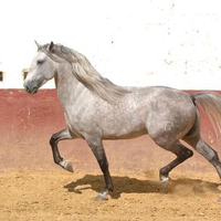 Grey Andalusian