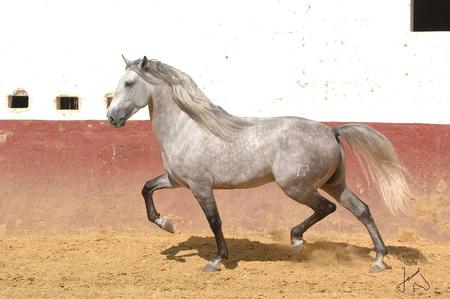 Grey Andalusian - horses, andalusian, spanish, grey