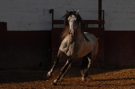 Ready To Party - spanish, grey, horses, andalusian