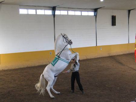 Rearing Up - white, horses, spanish, rear up, andalusian