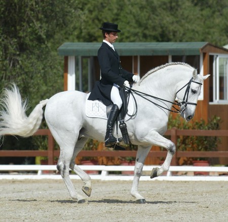 Elite PRE - spanish, pre, white, horses, andalusian