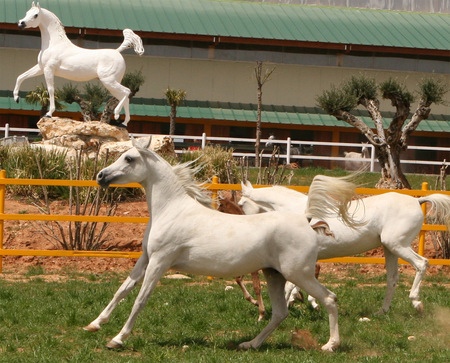 White Beauty - oriental, white, arabian, horses