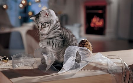 Play with me! - nice, new year, holidays, cat, animals, cute, christmas