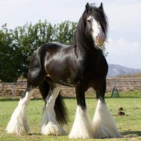 Gorgeous Horse