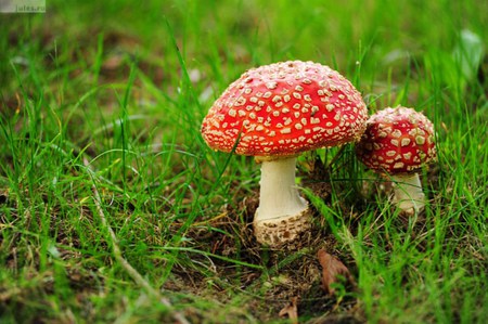 Mushroom - flower, mushroom, nature, champignon