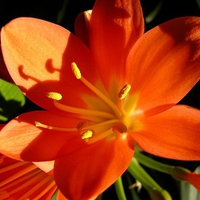 Orange Flower