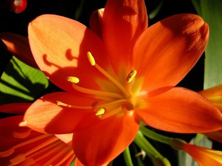 Orange Flower - orange, flower, nature, flor