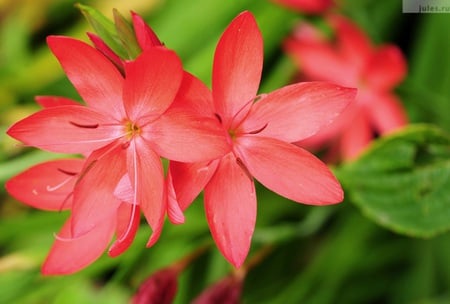 Beautiful of Nature - flower, pink, flor, beautiful, nature