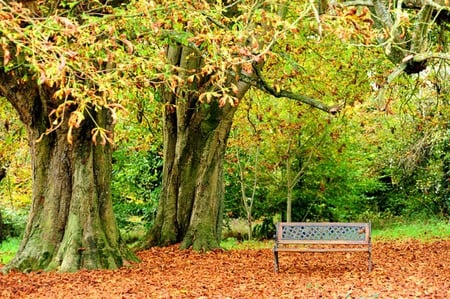 A quiet place - natue, tree, place, bank