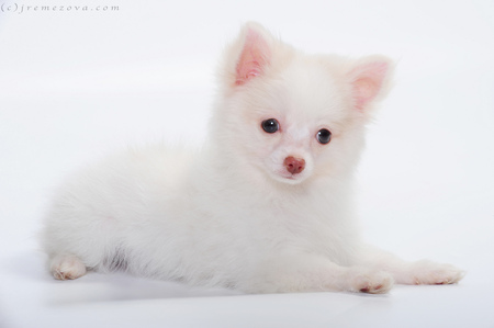 Pomp - cute, dog, cachorro, puppy, animals