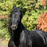 Black Friesian