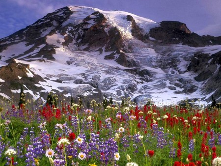 Wild Flowers - picture, mountain, wild, beautiful, flowers