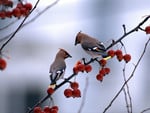 chinese birds