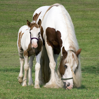 Mare and foal