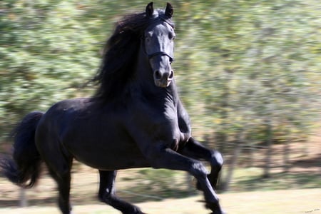 Running - gorgeous, foal, mare, powerfull, cavalo, stallion, horse, animals