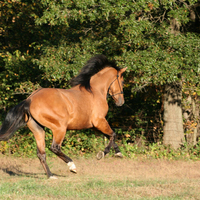 Brown Running Around