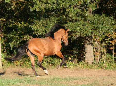 Brown Running Around - gorgeous, foal, mare, powerfull, cavalo, stallion, horse, animals