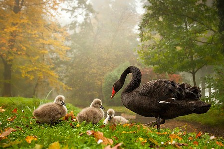 Swan w Chicks - picture, beautiful, swan, chicks