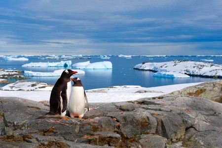 Penguins - picture, penguins, cool, beautiful