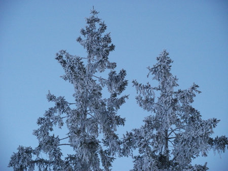 Two frozen friends - freezy, blue, snowy, sky