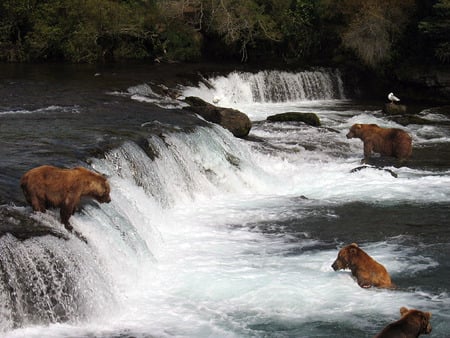 Seagulls and Grizzlies - river, birds, falls, alaska, seagulls, bears