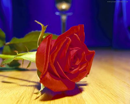 one red rose - lightining, beautiful, table, one, red rose